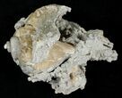 Fossil Whelk with Golden Calcite Crystals - #14708-1